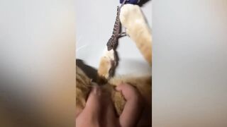 The Best Funny Cat Video Compilation Ever
