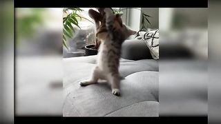 Baby cats-cute and funny cat videos compilation 3