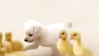Funny  Cats and Dogs Shorts Video compilation Try not to Laugh Caught on Camera Cats Memes