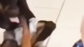 Baby Walk Funny Dog_ Shorts Video compilation|_ Try not to Laugh_ Caught on Camera Funny Memes