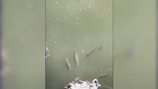 Funny videos!..  Part 8..