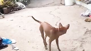 Dancing to the Rhythm of beat