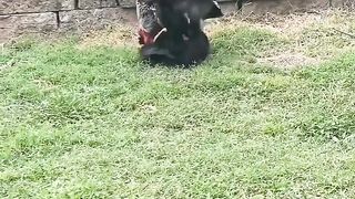 Nice chicken