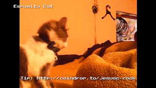 espumita cat fighting