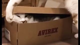 Funny cat video / Funny moments