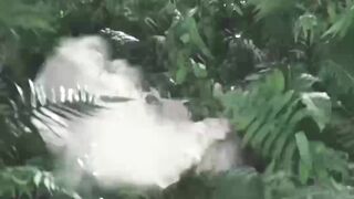 Amazing video