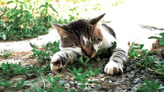 Cat is sleeping