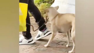 funny animal videos 2024__Funniest Animals