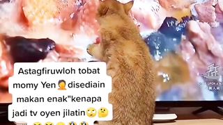 Kocheng Oyen Tergiyur Masakan Makanan Di Televisi