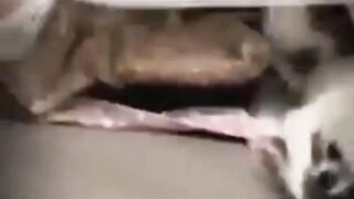 Kesian Hewan Doggy Na Di Usir Sama Kocheng Galak