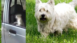 Funny Animal's World __ Funny Dogs Video ???? Compilation
