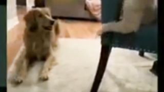 Kasian Hewan Doggy Na Langsung Digaplok Kocheng Preman Rumah