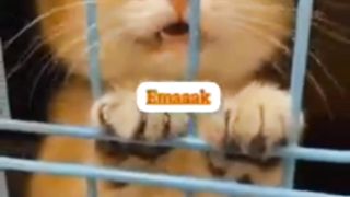 Kasian Kitten Oyen Kesepian