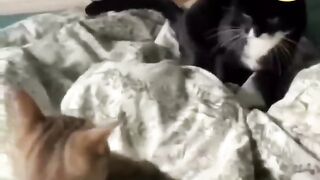 Funny animals ????hub,funny animals club youtube, ????, funny animals dancing ????????, funny animals fighting ????