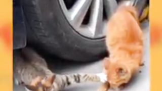 Kocheng Belang Galak Kagak Mau Berbagi