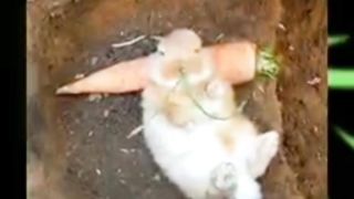 Kelinci Sedang Happy Menikmati Wortel