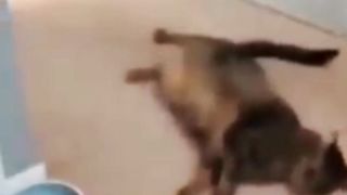 Sekali Hantam Langsung Tepar Oleh Kocheng Oyen