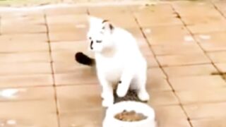 Kocheng Putih Pelit Kagak Mau Berbagi Makanan