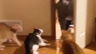 New funny animals video best funny 2024