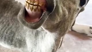 horse