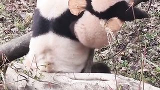 panda cute