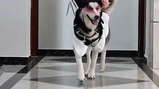 model dog lol