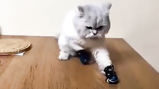 Smart cat