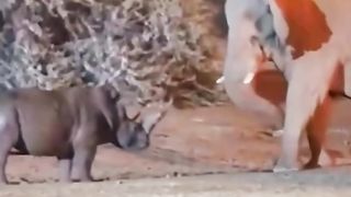 Who fights an elephant?
