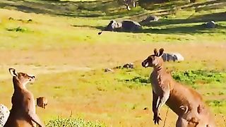 Kangaroo Vs Kangaroo