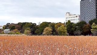 Nutare