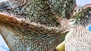 one of the sea monsters that can destroy ships, the giant octopus