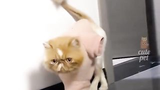 Funny cats..What are you DOING?