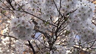 Nutare
