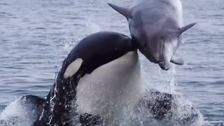 marine mammals, which have human characteristics, from the time of pirates until now