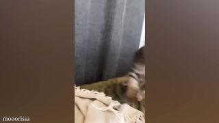 Funny Cats, Dogs Videos of 2024 will make you laugh????