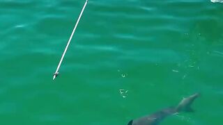 installed a GPS on a marine predator,