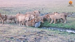 Desperate Lions Catch Crocodile to Feed Cubs