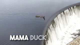 This duckling fell down a waterfall so its mom did this ❤️. Upload