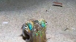 they hunt these animals and eat them