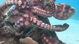 man-eating octopus, many fishermen go to sea and are pounced on and destroyed by it