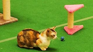 Two Cute Lazy Cats Just Chilling Around and Relax