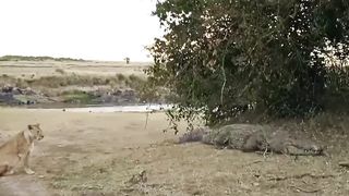 Massive nile crocodile tries to steal from three lionesses