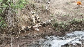 Hippo Crushes Buck That's Stuck in Mud After Wild Dogs Chased It!