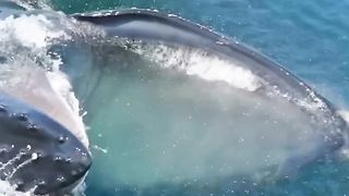 There are even humans who were swallowed by these predators who are still alive inside them