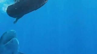human friendship with the ruler of the sea