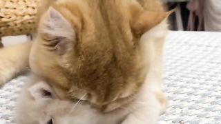 Cat cute