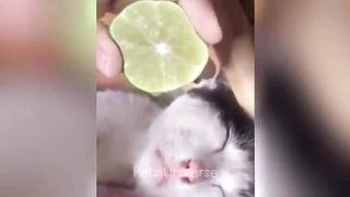 Vidéo animaux drôles ????vidéo de chats et de chiens drôles ???? partie 10