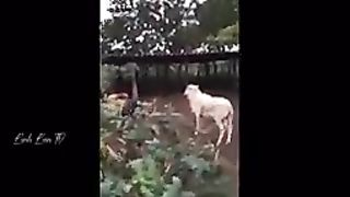 ANIMALS FUNNY MOMENTS