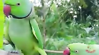 NATURAL PARROT