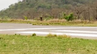 Lions Slowly Creep Up To and Attack Rival